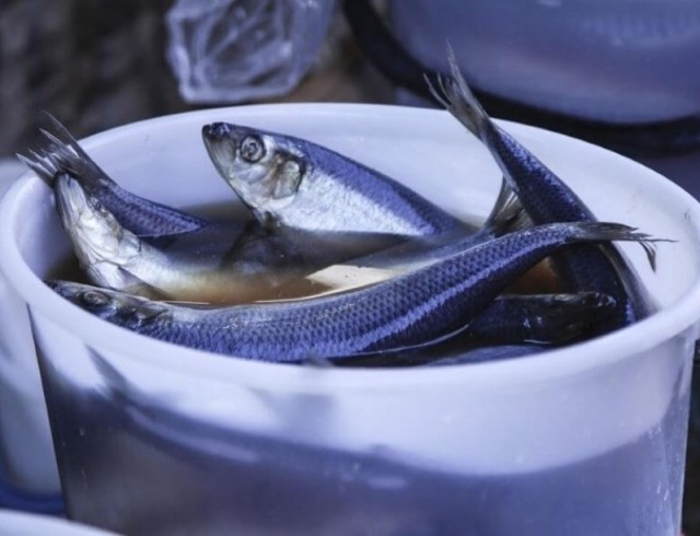 Så sparar du översaltad sill: ett enkelt knep gör att fisken blir smakrik igen